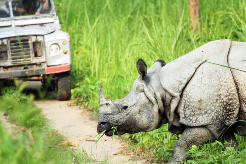 From Kathmandu/Pokhara: 2, 3, or 4-Day Chitwan Jungle Safari - Elephant and gharial conservation visits