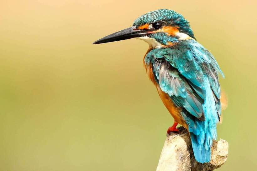 From Kathmandu/Pokhara: 2, 3, or 4-Day Chitwan Jungle Safari - Hotel Rainforest and the practical side of comfort