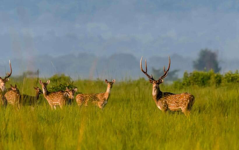 From Kathmandu/Pokhara: 3-Day Chitwan National Park Tour - Key points at a glance