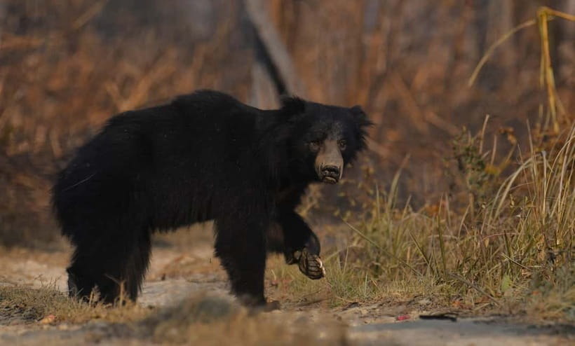 From Kathmandu/Pokhara: 3-Day Chitwan National Park Tour - Why Chitwan works as a two-night safari