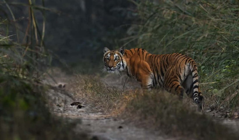 From Kathmandu/Pokhara: 3-Day Chitwan National Park Tour - Day Two: Crocodiles, birds, and a walk through the forest