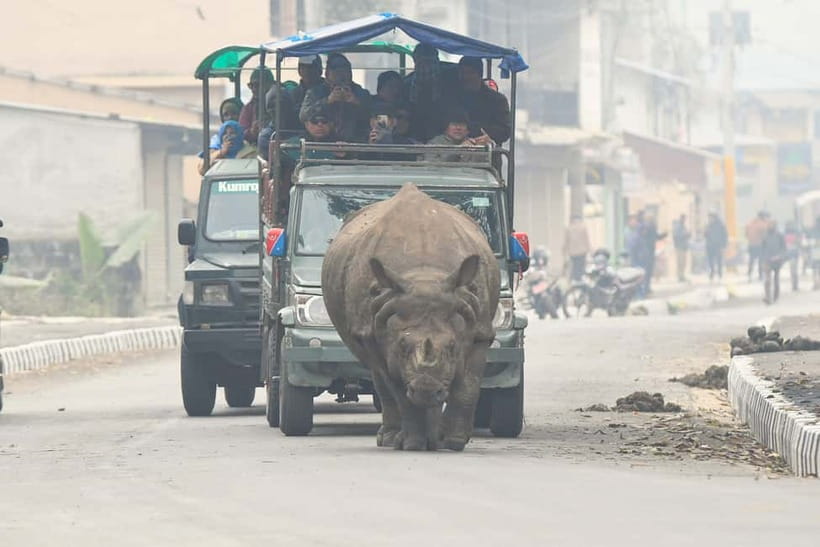 From Kathmandu/Pokhara: 3-Day Chitwan National Park Tour - Tharu culture adds more than a filler show