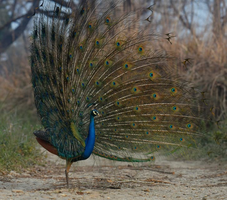 From Kathmandu/Pokhara: 3-Day Chitwan National Park Tour - Practical packing and park manners