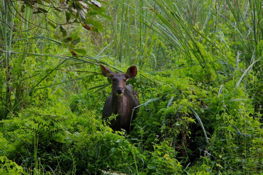 From Kathmandu/Pokhara: Private 3-Day Chitwan Safari Tour - What the $168 price includes