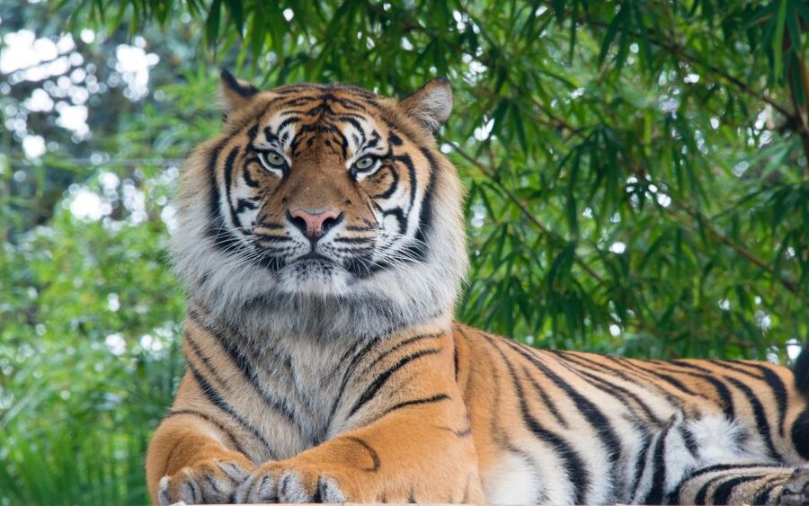 From Kathmandu/Pokhara: Private 3-Day Chitwan Safari Tour - Day two: the jeep safari
