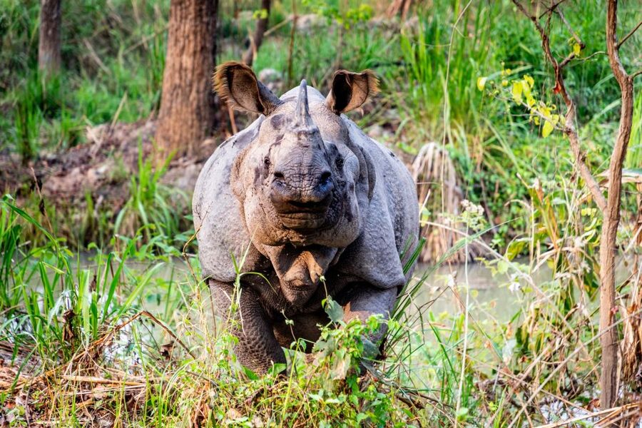 From Kathmandu/Pokhara: Private 3-Day Chitwan Safari Tour - Elephant breeding center and local context