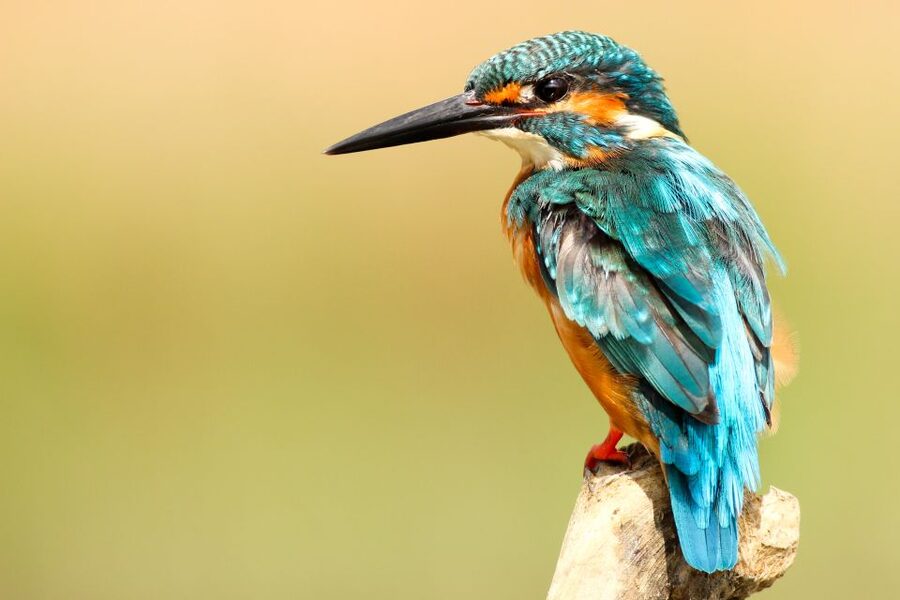 From Kathmandu/Pokhara: Private 3-Day Chitwan Safari Tour - Day three: the guided nature walk