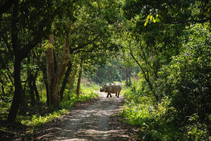 From Kathmandu/Pokhara: Private 3-Day Chitwan Safari Tour - From Kathmandu or Pokhara to the Terai