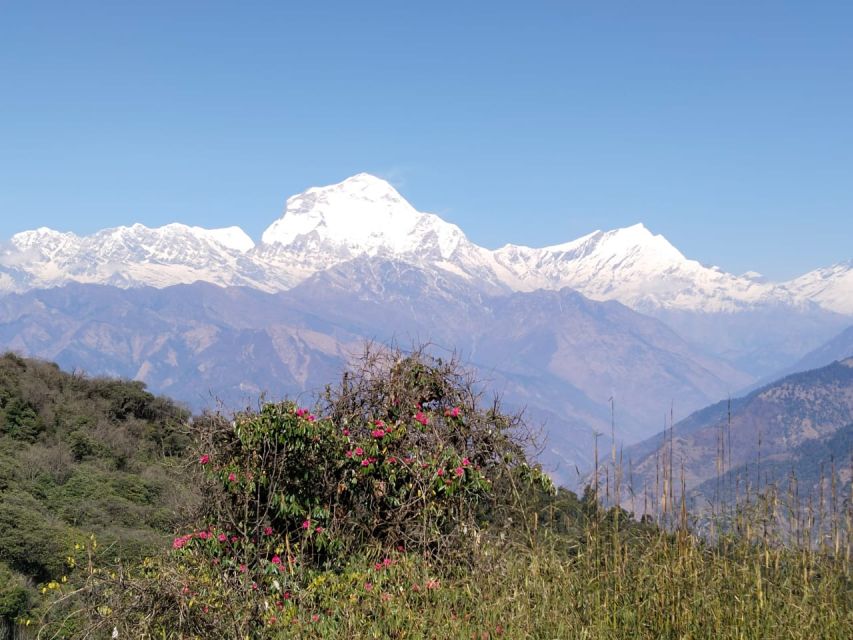 From Pokhara: 10-Day Poon Hill and Annapurna Base Camp Trek - Day 5: Chhomrong to Bamboo