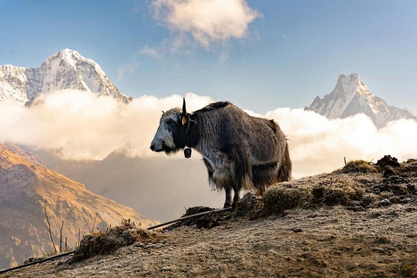 From Pokhara: 4-Day Mardi Himal Base Camp Trek - Teahouses, Meals, and What $138 Covers