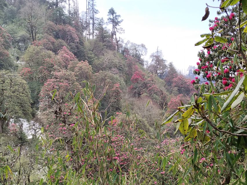 From Pokhara: Budget 2 Night 3 days Poon hill trek - Best Seasons, Weather, And What To Pack