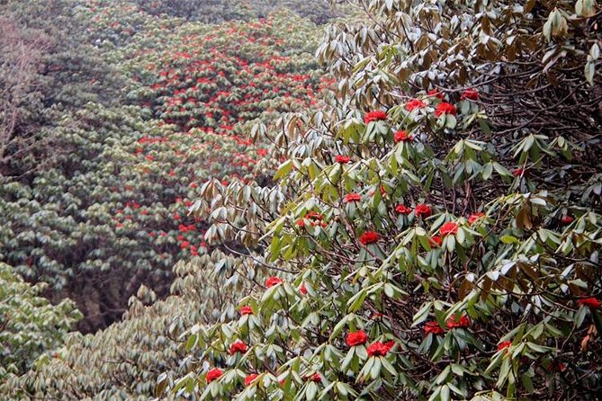 Ghorepani Poon Hill Trek - What the $399.67 price really covers