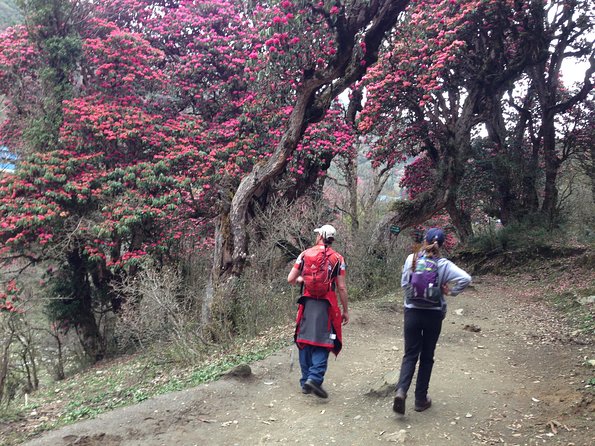 Ghorepani Poon Hill Trek - Guides, comfort, and the human side of the trek