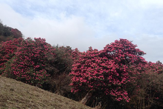 Ghorepani Poon Hill Trek - Who should book this trek?