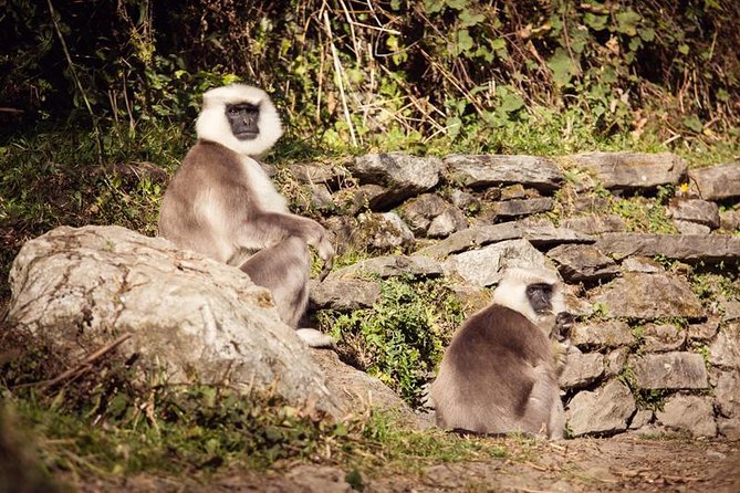 Ghorepani Poonhill Trek 5 Days from Pokhara - What the $450 price covers