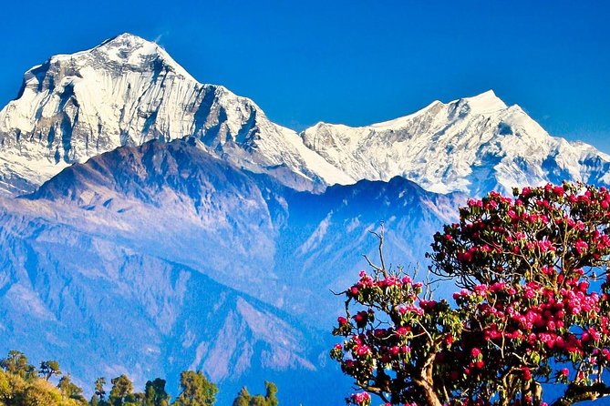 Ghorepani Poonhill Trek -8 Days - Day 6: Forest walking and Ghandruk