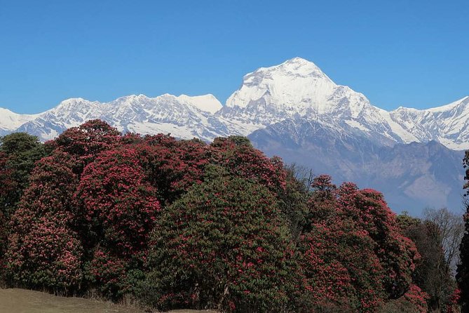 Ghorepani Poonhill Trek -8 Days - Day 7: Returning to Kathmandu