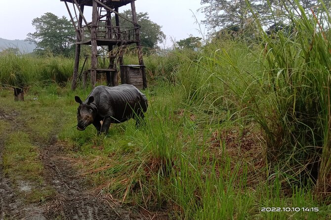 Jeep safari (4-5 hrs. Sharing) inside Chitwan National Park. - What this Chitwan safari is really offering