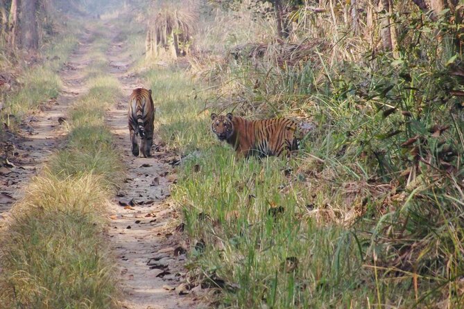 Jungle Towernight Stay: 4-Day Tour in Chitwan National Park - Why a tower night changes the Chitwan experience
