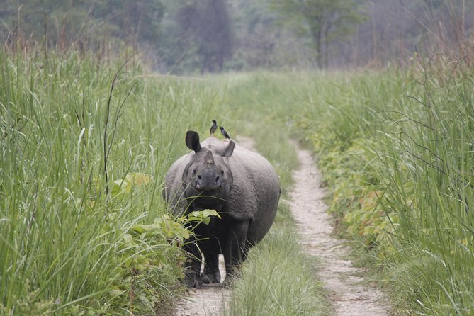 Jungle Towernight Stay In Chitwan National Park ,nepal-2 Nights 3 Days Package - The jungle walk and bird watching