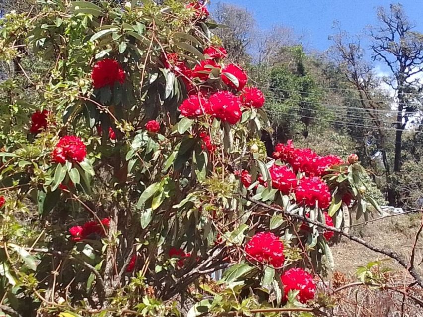 Kathmandu: 10-Day Adventurous Annapurna Circuit Trek - Day 2: Forests and bridges from Dharapani to Chame