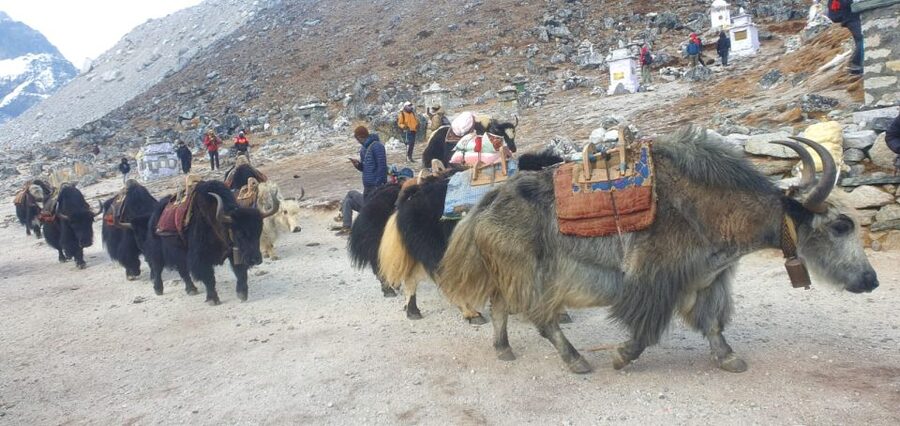 Kathmandu: 14-Day Everest Base Camp with Kala Patthar Trek - Day 6: Tengboche to Dingboche