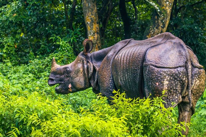 Kathmandu 2 Nights 3 Days Chitwan Jungle Safari Tour - The return to Kathmandu is useful but tiring