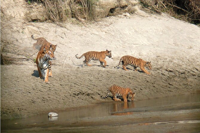 Kathmandu 2 Nights 3 Days Chitwan Jungle Safari Tour - Who should book this Chitwan package?