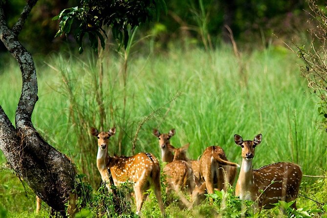 Kathmandu 2 Nights 3 Days Chitwan Jungle Safari Tour - My call: good value for a short wildlife escape