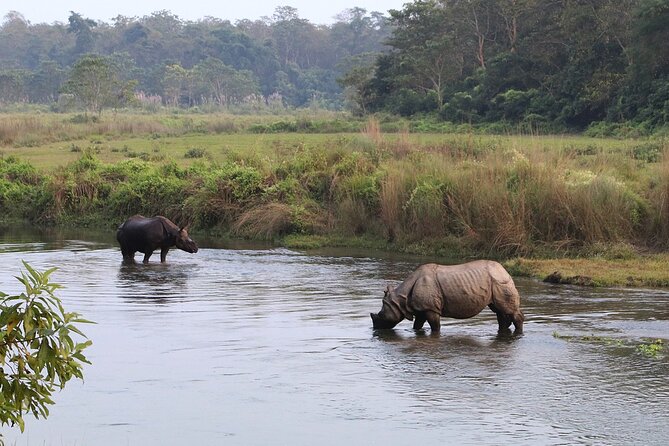 Kathmandu 2 Nights 3 Days Chitwan Jungle Safari Tour - Day two brings the best wildlife opportunities
