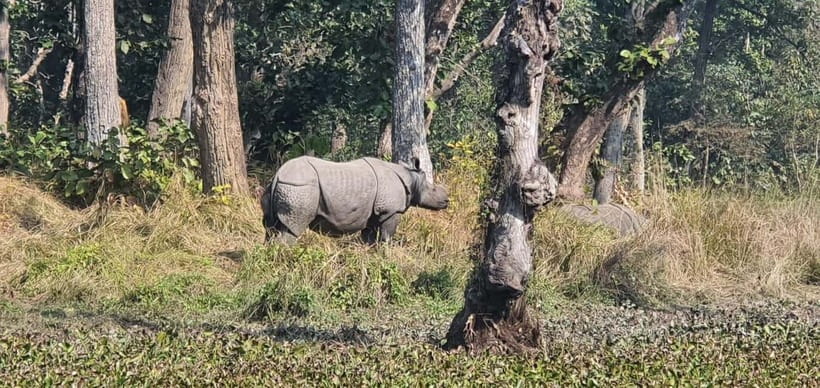 Kathmandu: 3-Day Chitwan Safari Tour with Hotel Transfers - The Chitwan moments worth knowing about