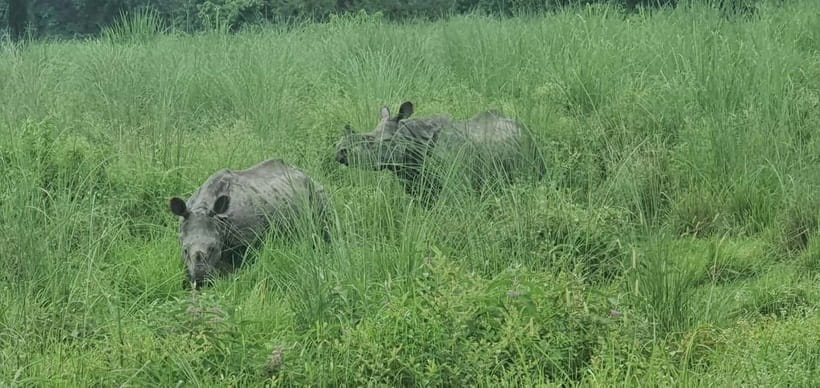 Kathmandu: 3-Day Chitwan Safari Tour with Hotel Transfers - Canoeing and the jungle walk on day two