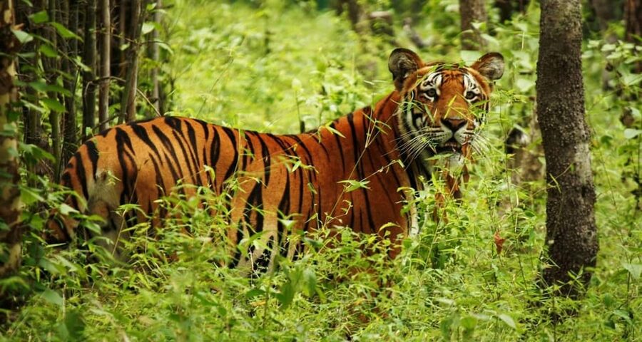 Kathmandu: 4-Day Private Chitwan National Park Safari Tour - The Tharu village adds a human side