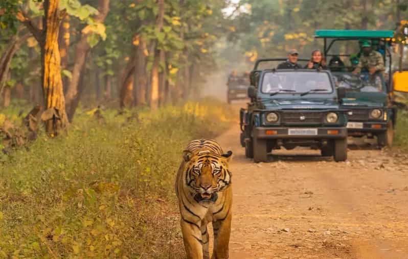 Kathmandu: 4-Day Private Chitwan National Park Safari Tour - What the accommodation and service are like