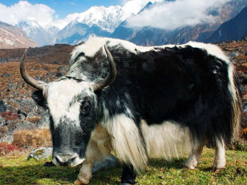 Kathmandu: 6 Days Langtang Valley Trek with Kyanjin Ri - Food, gear, and daily comfort