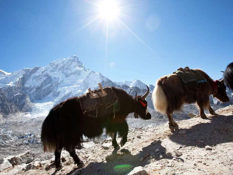 Kathmandu: 6 Days Langtang Valley Trek with Kyanjin Ri - Why this six-day Langtang trip works