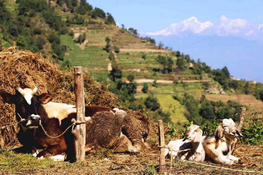 Kathmandu: Chisapani Nagarkot 3-Days 2-Nights Trek - Accommodation, meals, and what $190 covers