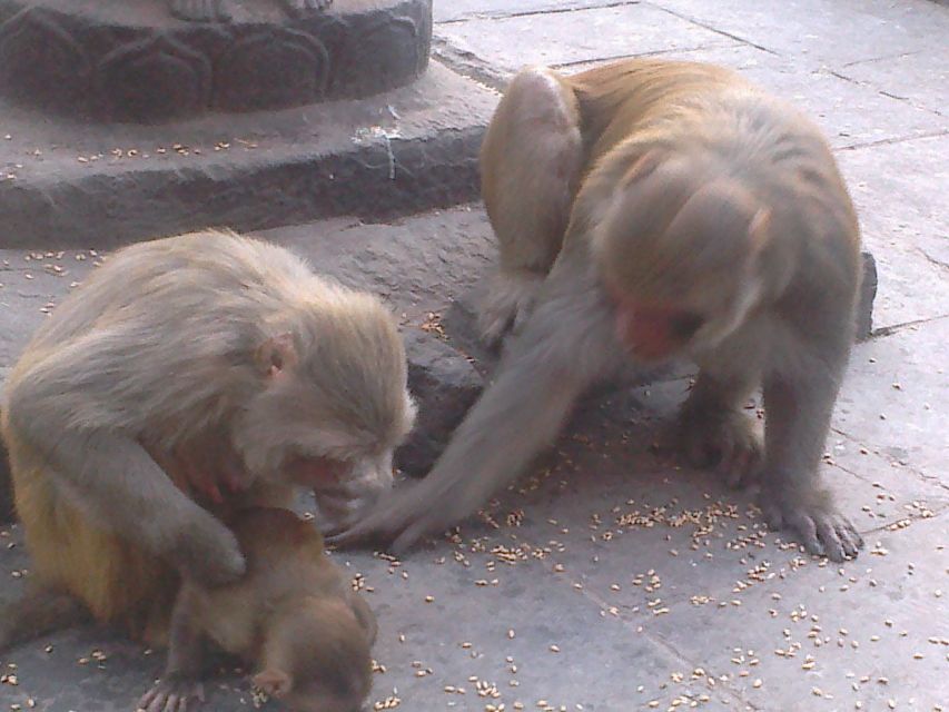 Kathmandu: Monkey Temple and Chandragiri Cable Car Ride Tour - Who will enjoy this tour most