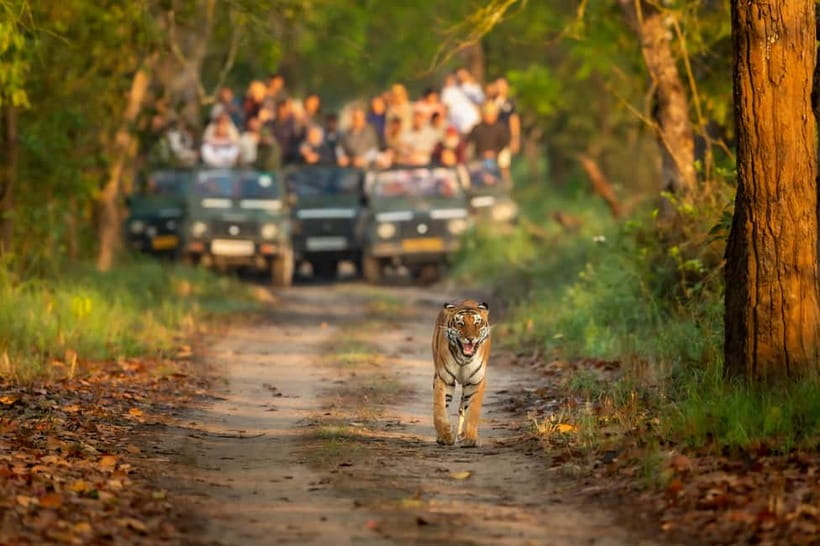 Kathmandu/Pokhara: 3 Day Chitwan Jungle Safari Tour - Five things to know before you book