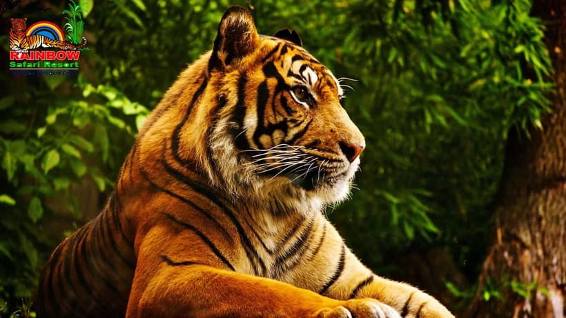 Kathmandu/Pokhara: 3 Day Chitwan Jungle Safari Tour - Food and lodging at Rainbow Safari Resort
