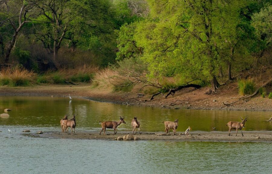 Kathmandu/Pokhara: Wildlife, Culture and Jungle Safari Tour - Jeep Safari, Rhinos, and the Search for Tigers