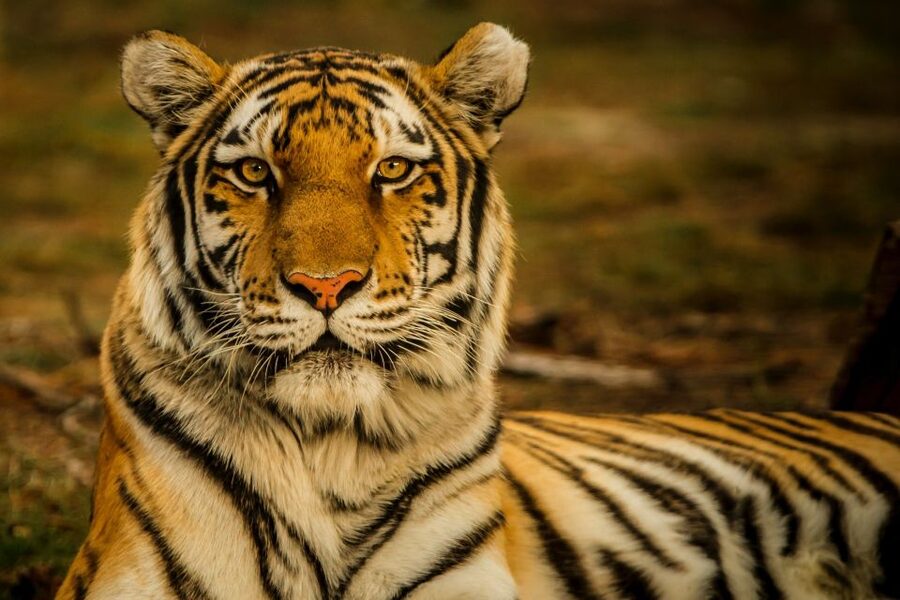 Kathmandu/Pokhara: Wildlife, Culture and Jungle Safari Tour - Nature Walk and Bird Watching in the Jungle
