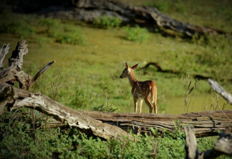 Kathmandu/Pokhara: Wildlife, Culture and Jungle Safari Tour - Tharu Village Life Beyond the Dance Program