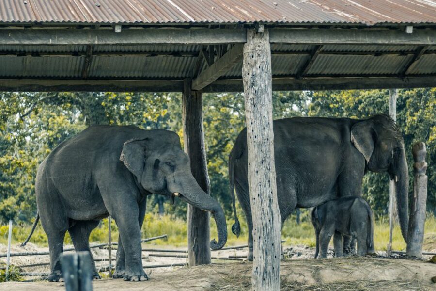 Kathmandu/Pokhara: Wildlife, Culture and Jungle Safari Tour - Returning to Kathmandu or Pokhara