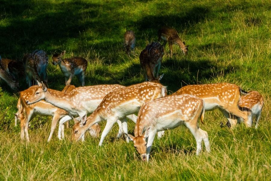 Kathmandu/Pokhara: Wildlife, Culture and Jungle Safari Tour - Tharu Culture and Dinner on the First Evening