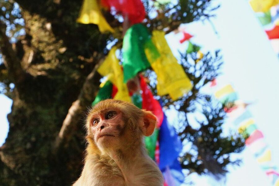 Kathmandu: Private City Guided Tour - Getting around Kathmandu by private car