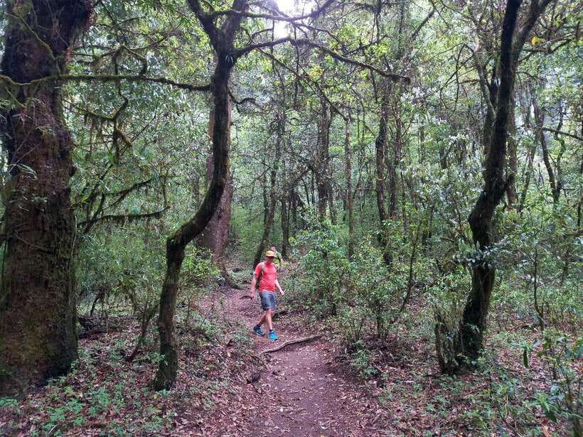 Kathmandu: Shivapuri Day Hike with Lunch - The 2,732-Meter Summit and Mountain Views