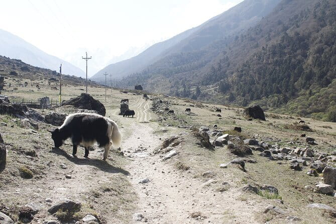 Langtang Trek from Kathmandu 7 Days - Key points to know before booking