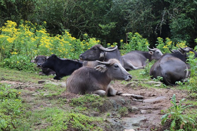 Mardi Himal Base Camp Trek (5 Days) - What the $480 price covers