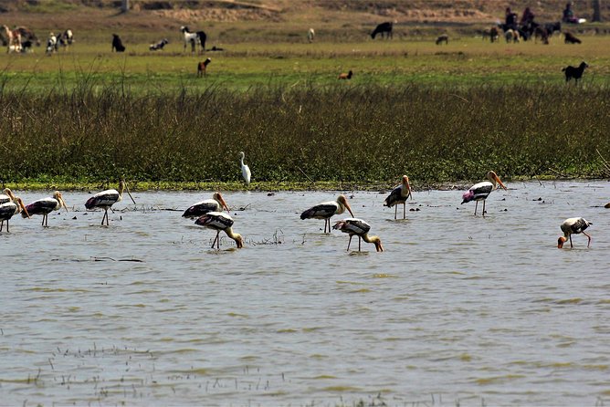 Nepal Birding - A birding escape from Kathmandu